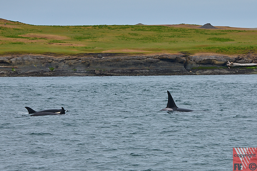1618 Vancouver Island, Victoria, Whale tour