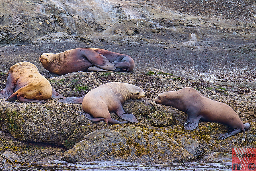 1619 Vancouver Island, Victoria, Whale tour, Sea Lions