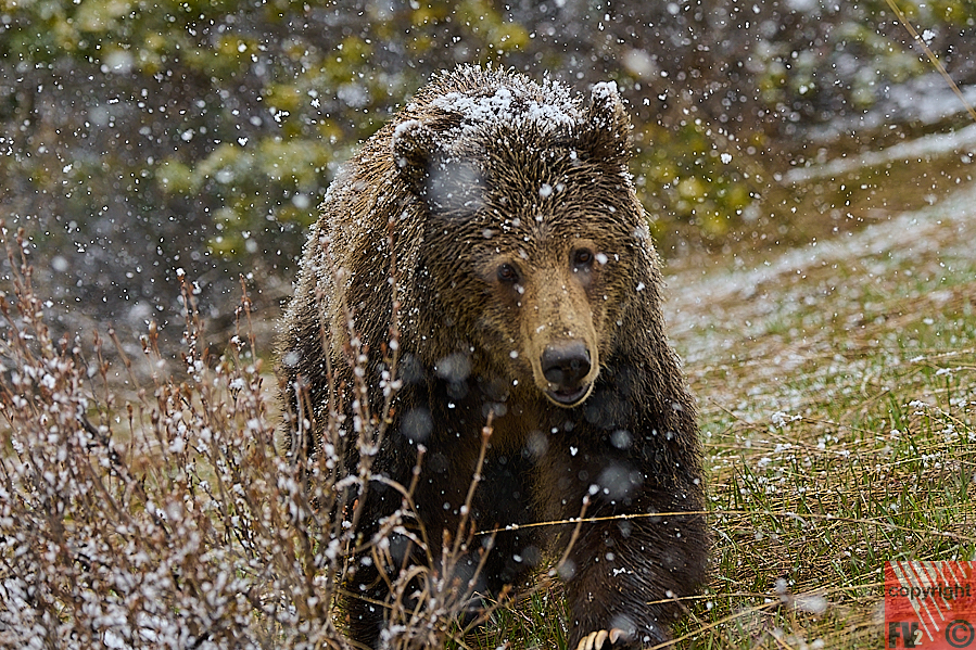 1657 Banff, Route 742 South, Brown Bear