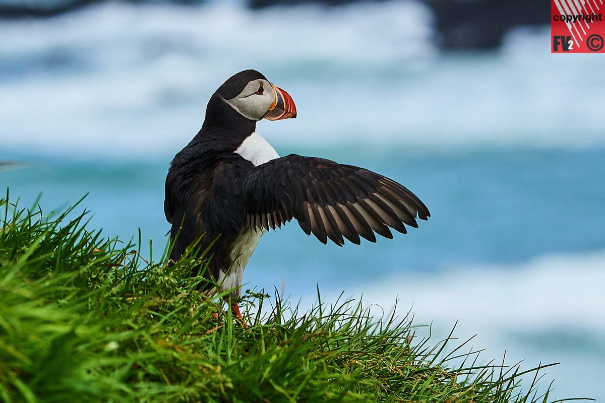 106 Iceland, Borgarfjörður Eystri, Puffin