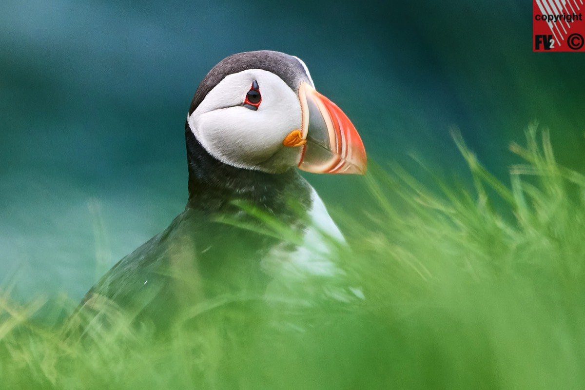 109 Iceland, Borgarfjörður Eystri, Puffin