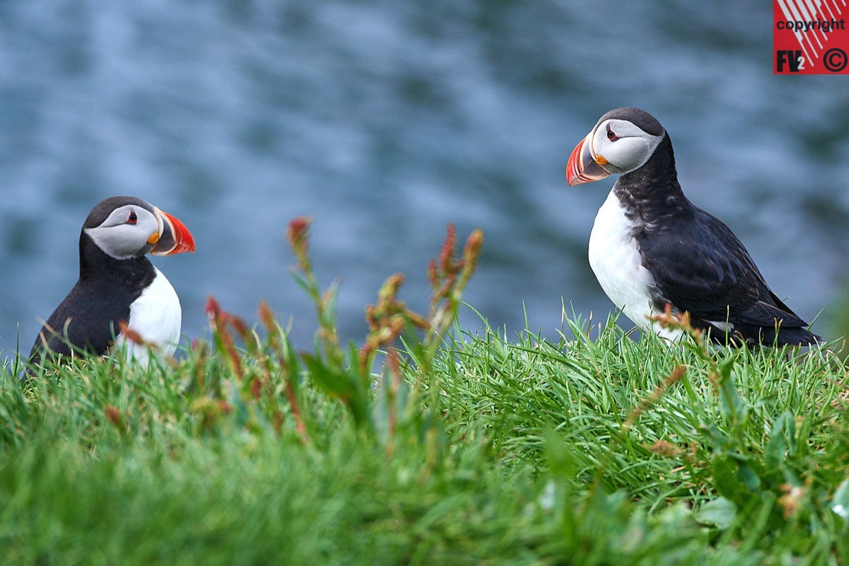 125 Iceland, Borgarfjörður Eystri, Puffins