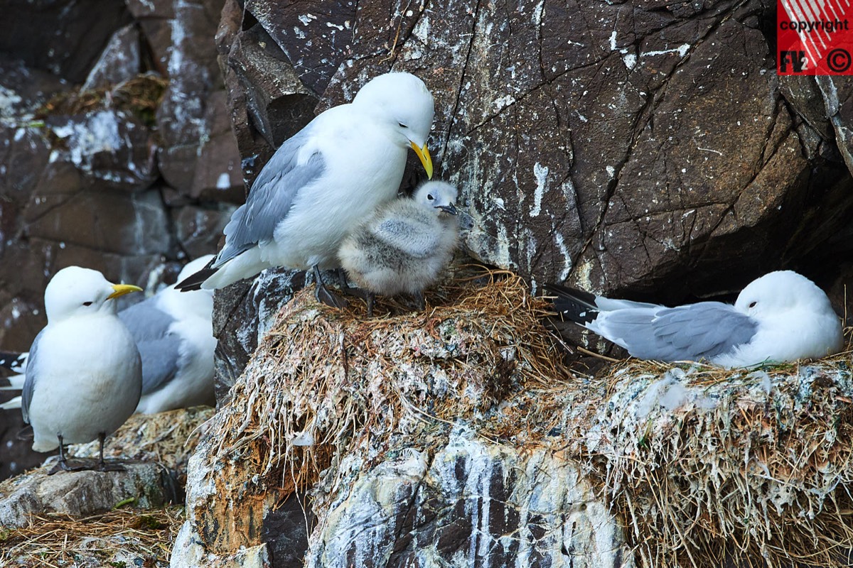 120 Iceland Black-legged kittiwake