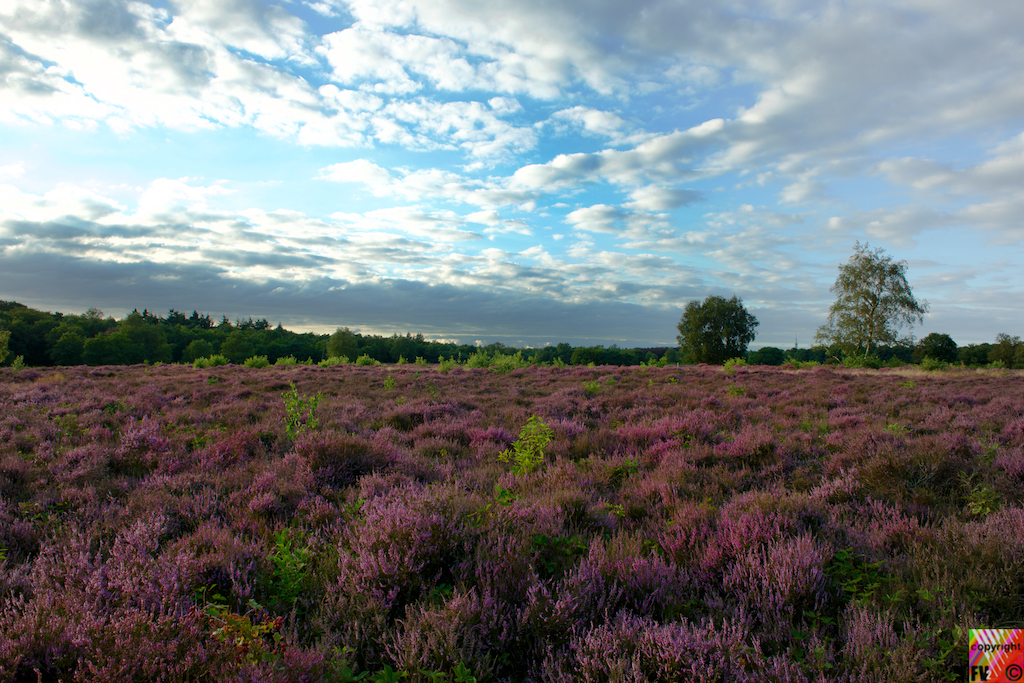 522 The Netherlands Loosdrecht