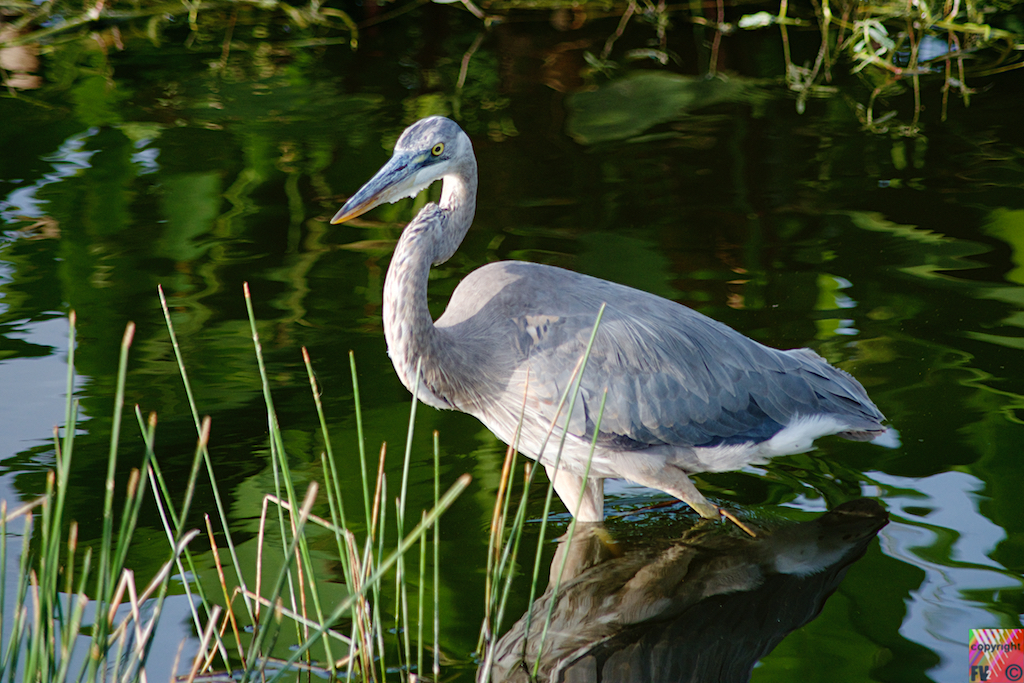 9021 Great Blue Heron, Florida