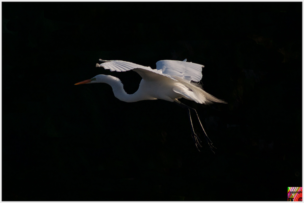 9025 Great Egret, Florida