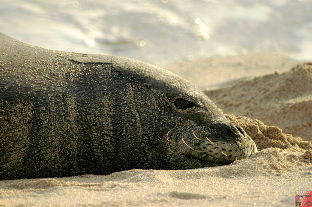 9015 Seal, Hawaii Oahu