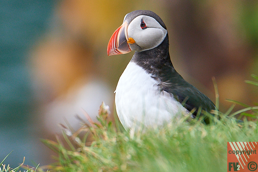 134 Iceland, Borgarfjörður Eystri, Puffin