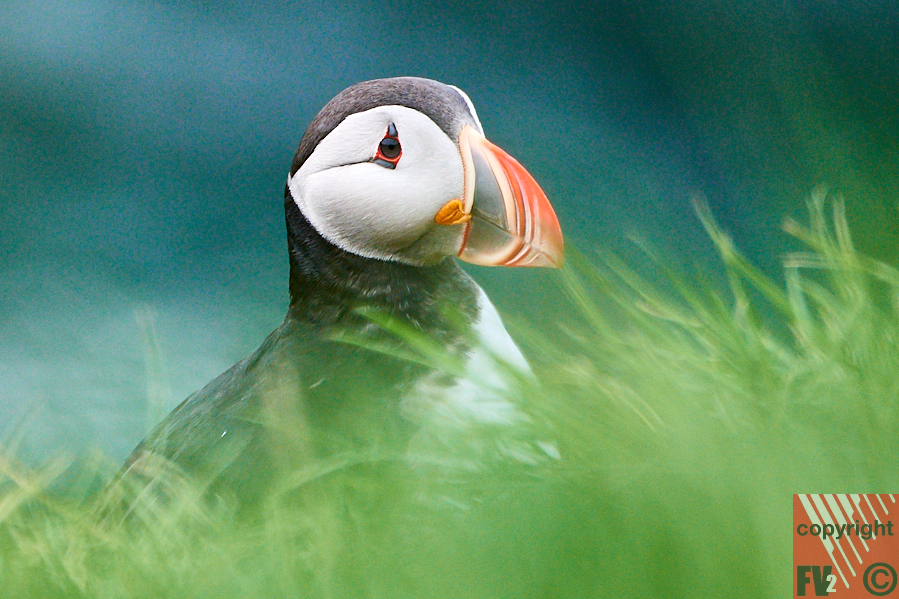 109 Iceland, Borgarfjörður Eystri, Puffin
