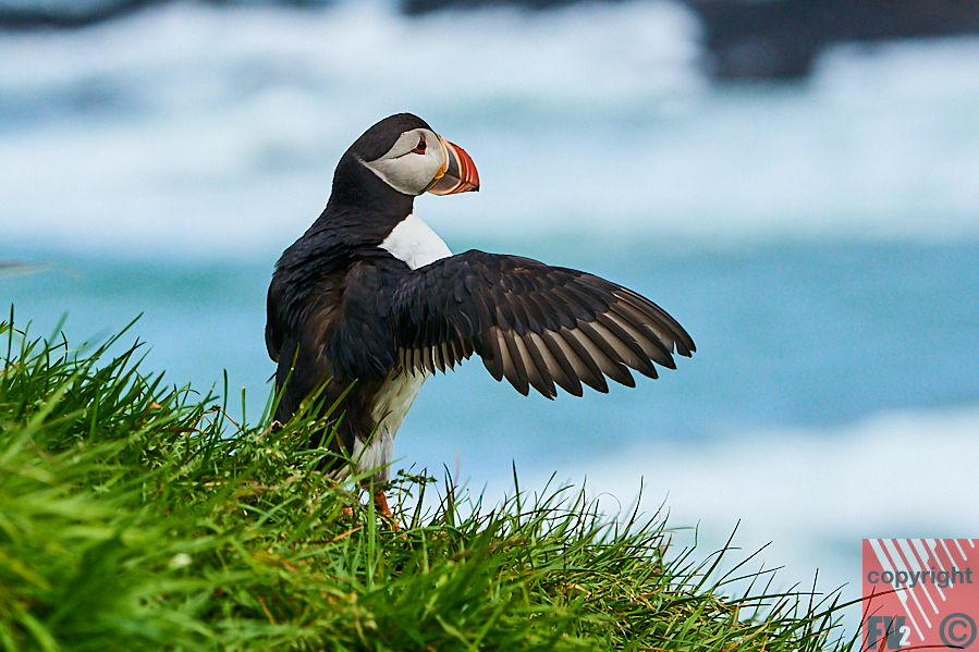 106 Iceland, Borgarfjörður Eystri, Puffin