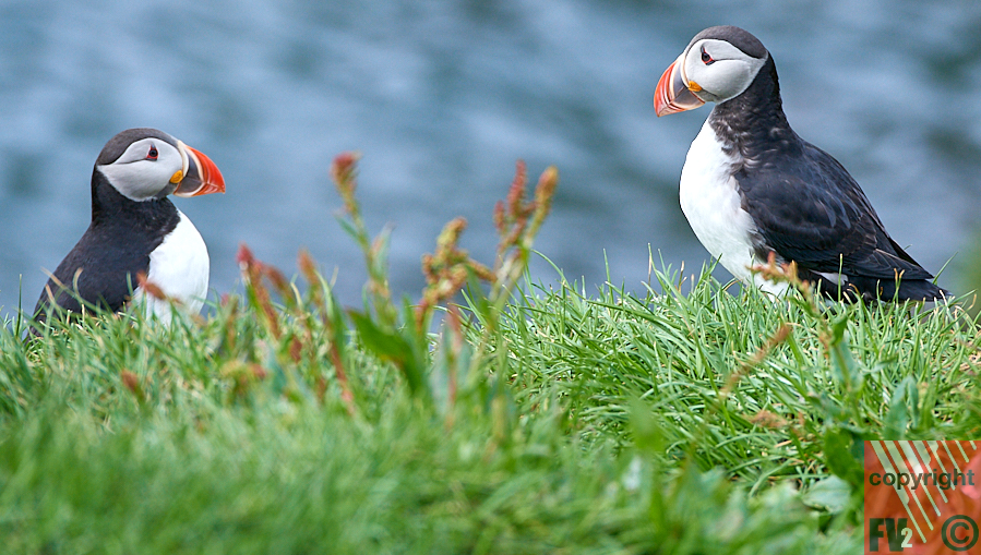125 Iceland, Borgarfjörður Eystri, Puffins